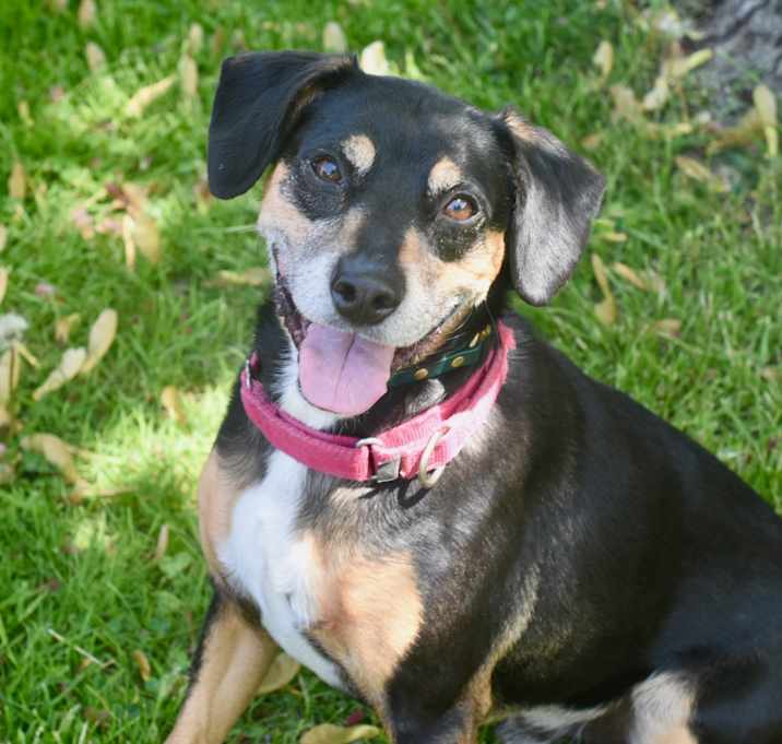 Photo of Ryder