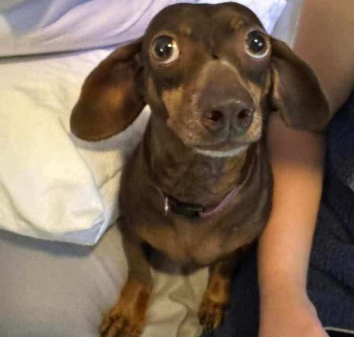 Photo of Annie