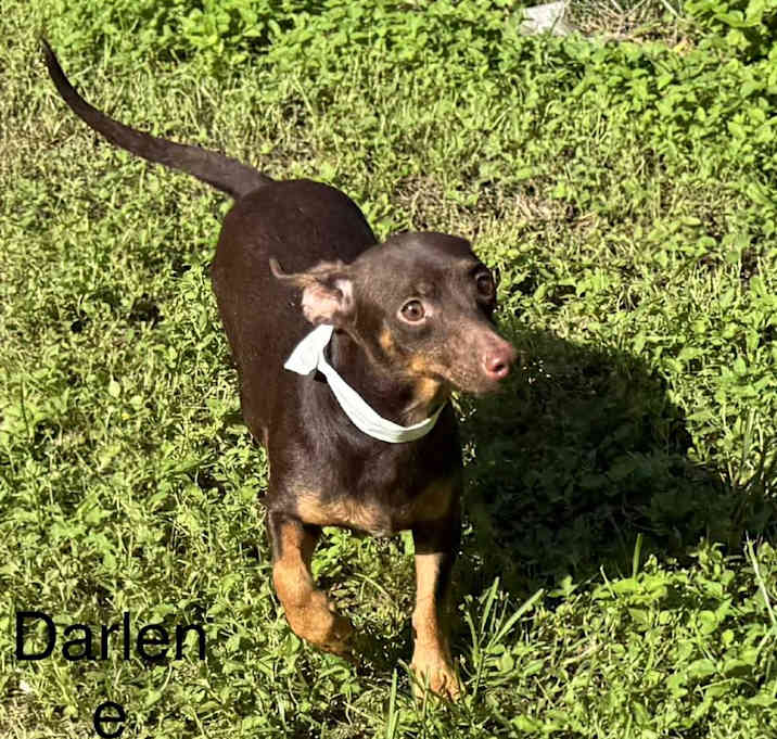 Photo of Darlene