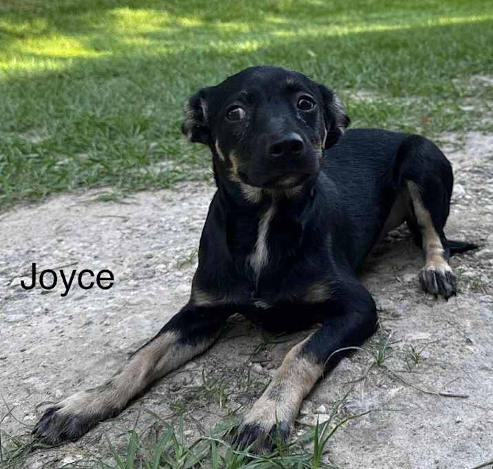 Photo of Joyce