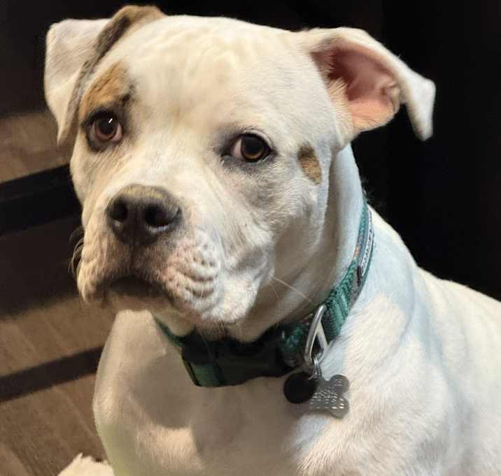 Photo of Maverick