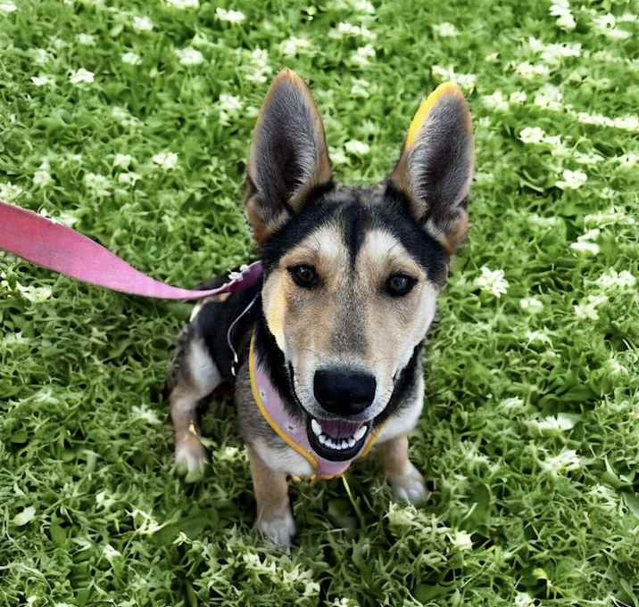 Photo of Kona (7mo PUPPY)