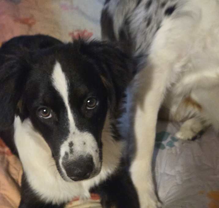 Photo of Piper