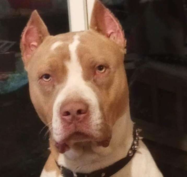 Photo of Drogo