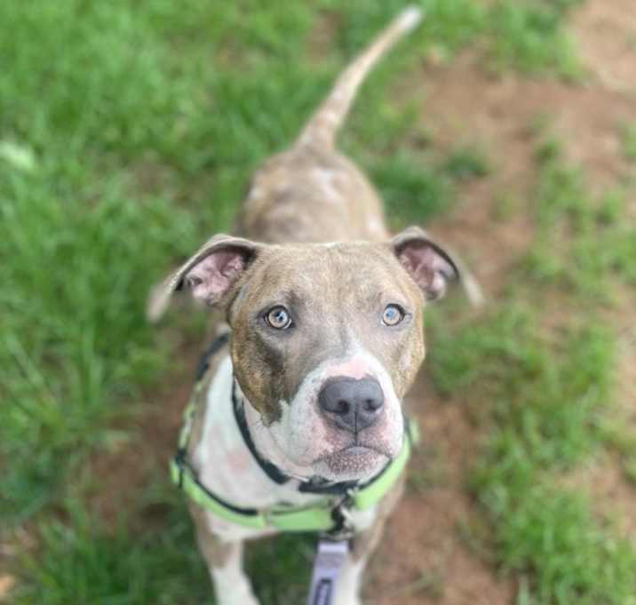 Photo of Shasta