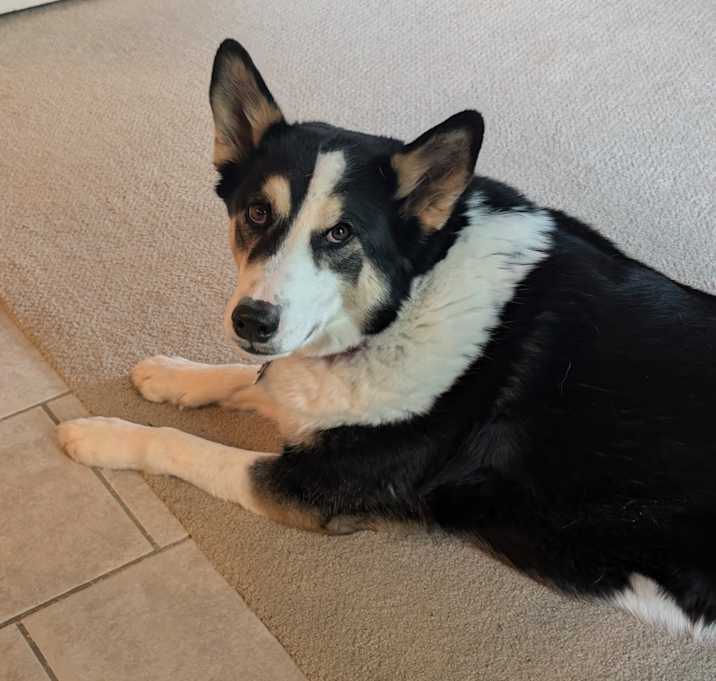 Photo of Piper