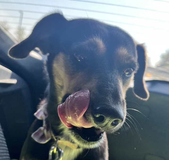 Photo of Bella
