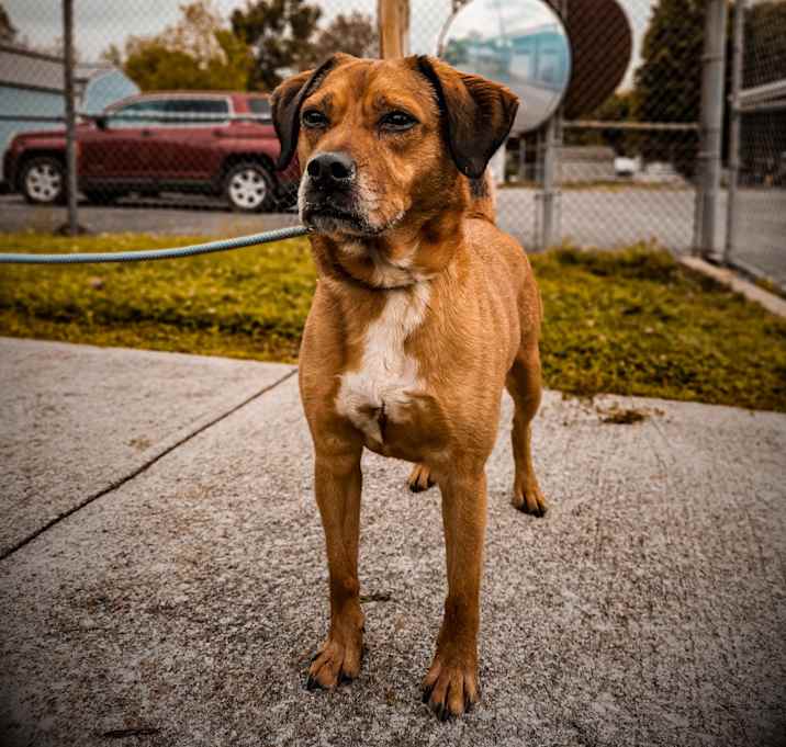 Photo of Ol' Red