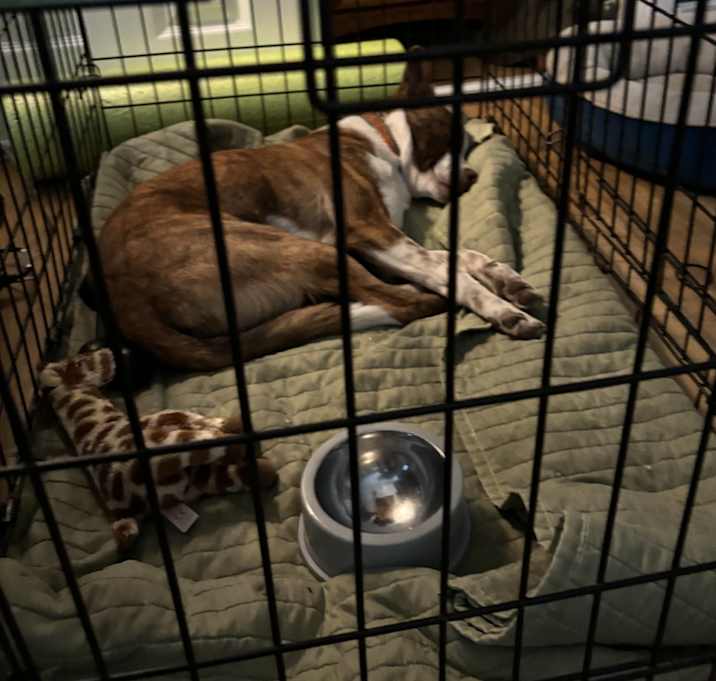 Photo of Tango