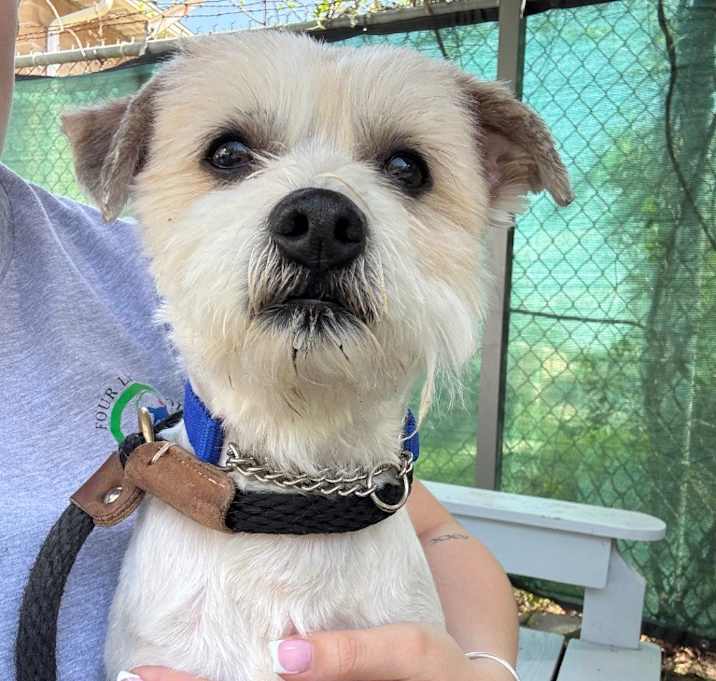 Photo of Sparky