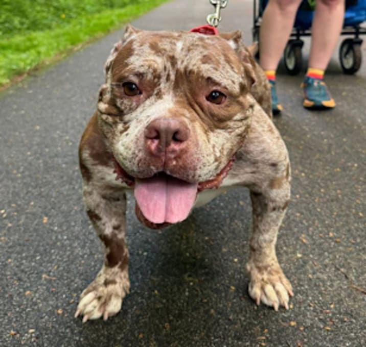 Photo of Meatball/Madison*my adoption fee has been partially sponsored*