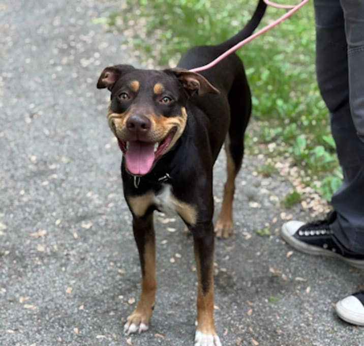 Photo of Cocoa