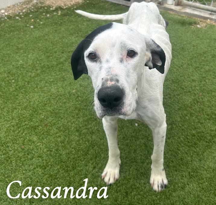 Photo of Cassandra 2263