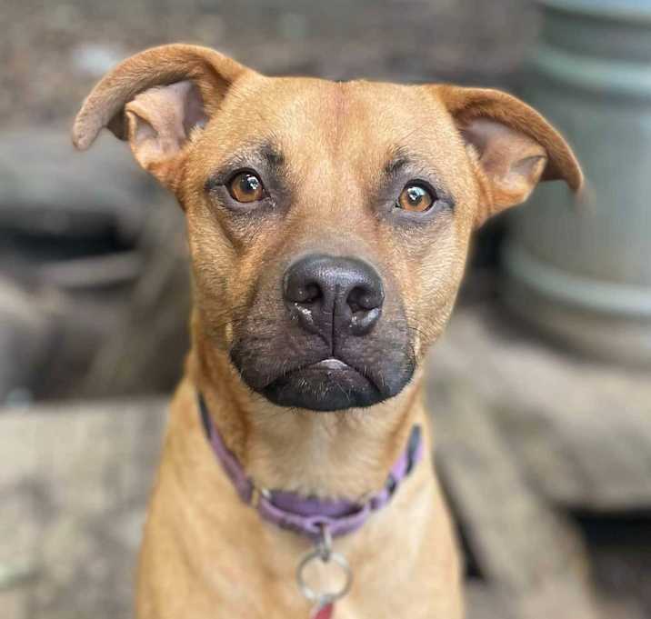 Photo of Czar (FEE SPONSORED)