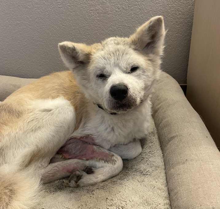 Photo of Ares
