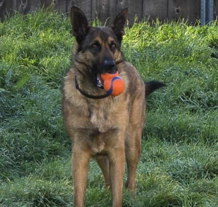 Photo of Brutus