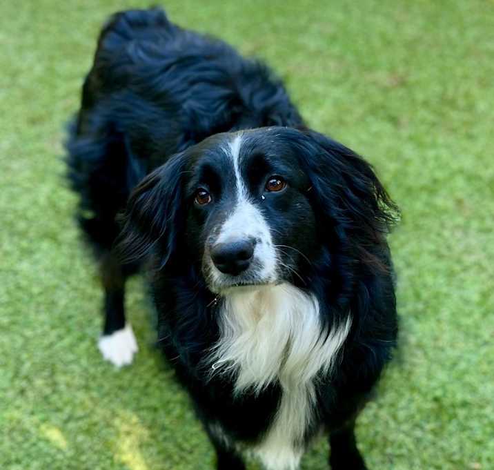 Photo of Nero