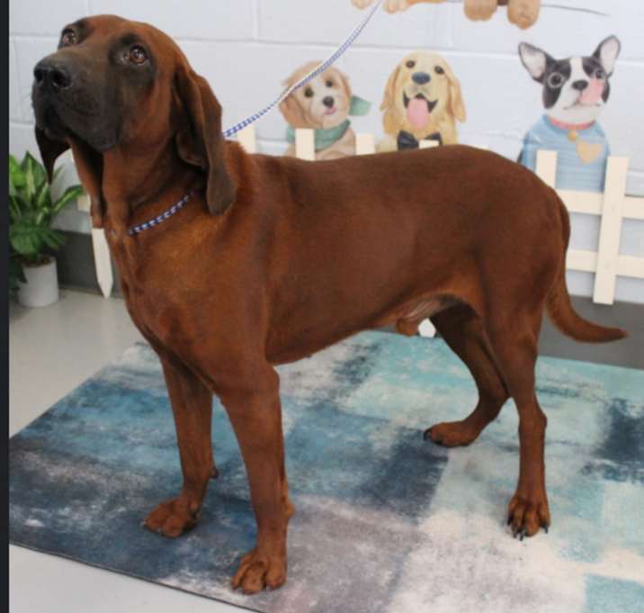 Photo of Finn URGENT WILL B KILLED!