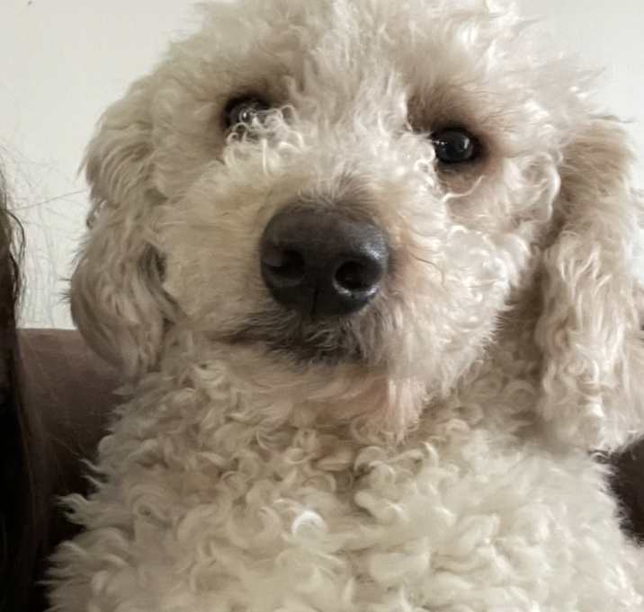 Photo of Oscar