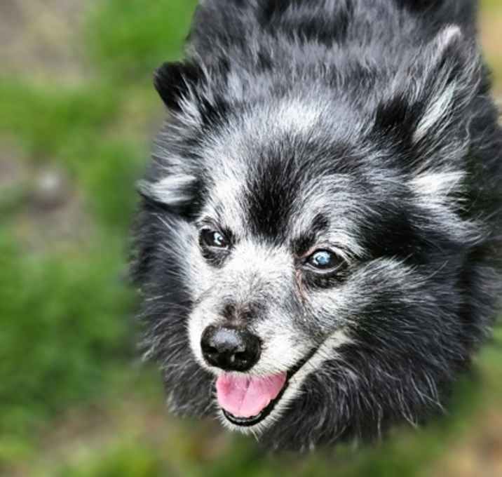 Photo of Bear