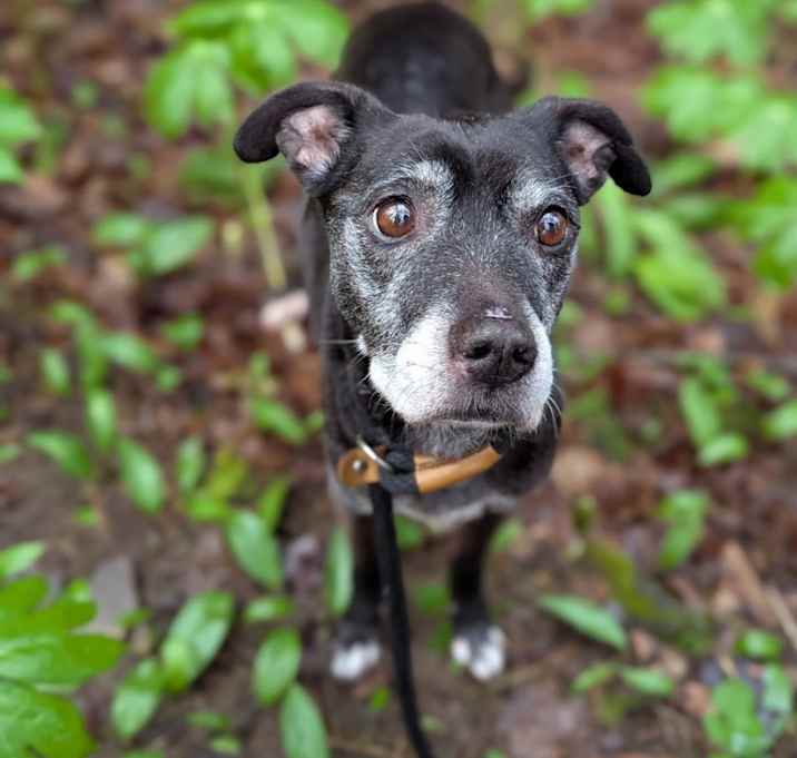 Photo of Gypsy