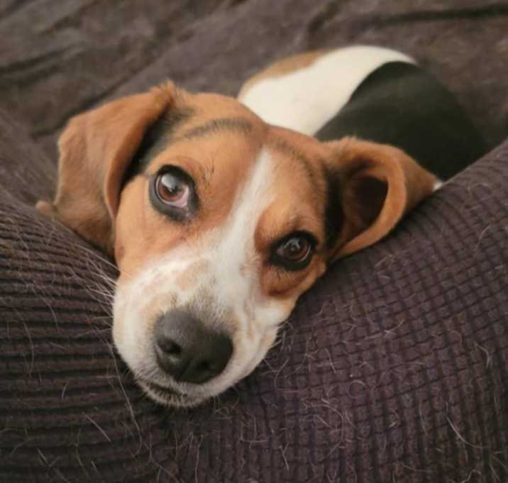 Photo of Rex