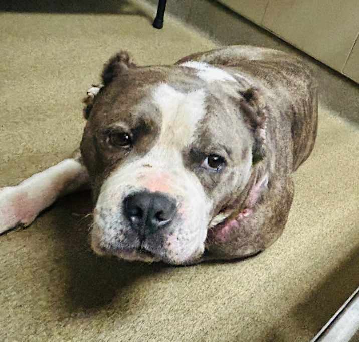 Photo of Rambo