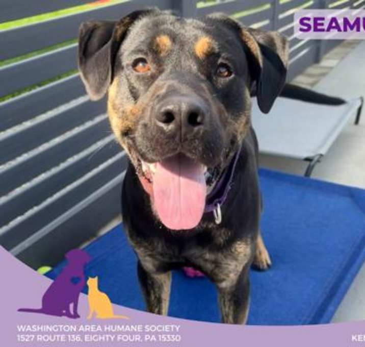 Photo of Seamus