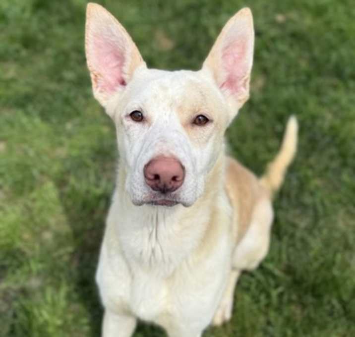 Photo of BOSCO