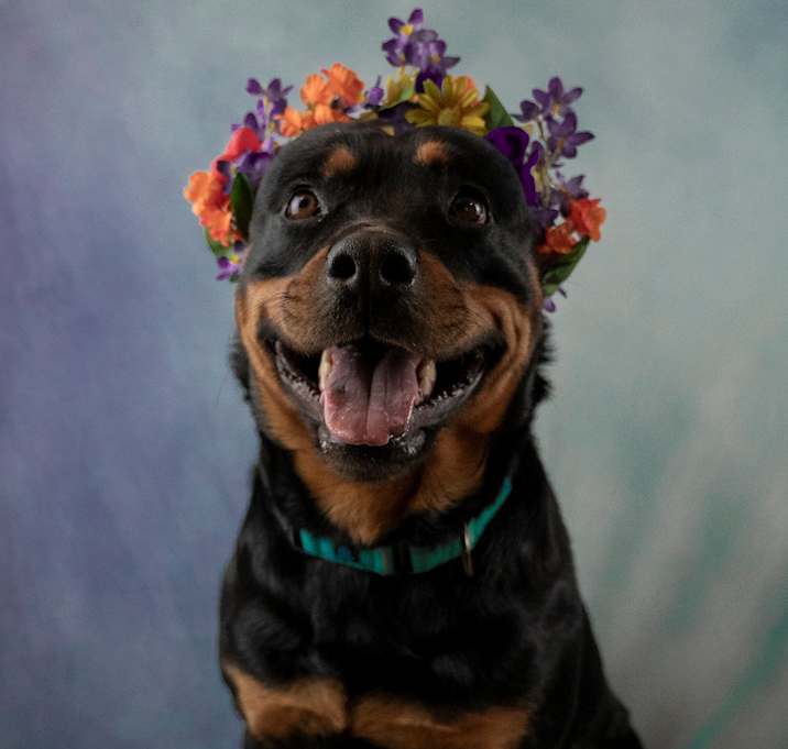 Photo of Ophelia