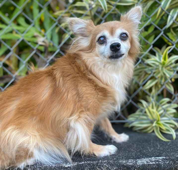 Photo of Foxy