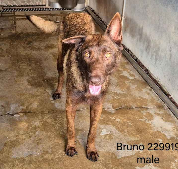 Photo of Bruno 