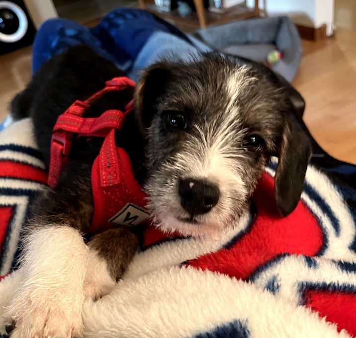 Photo of Scrappy