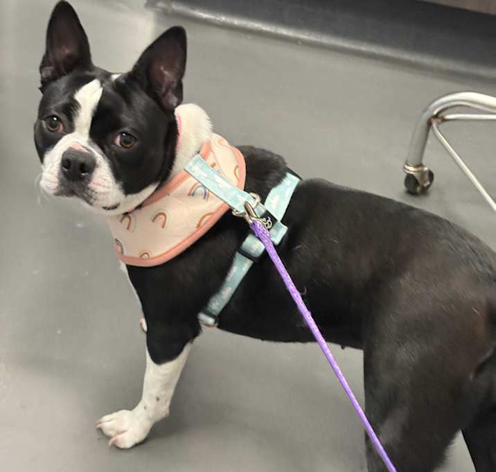 Photo of Missy