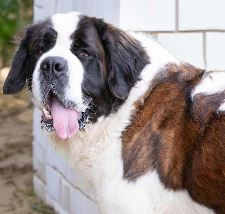 Photo of Moose