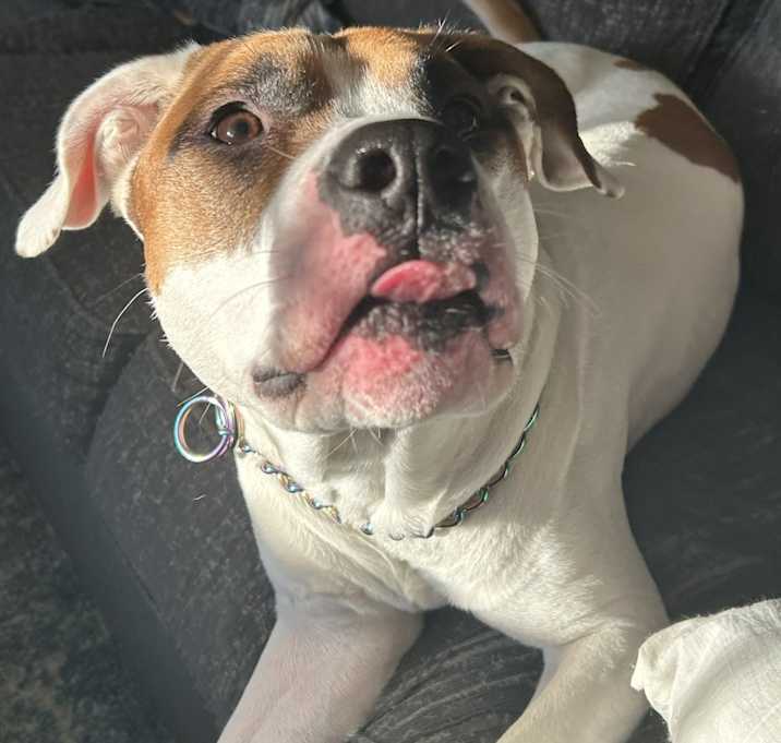 Photo of Apollo
