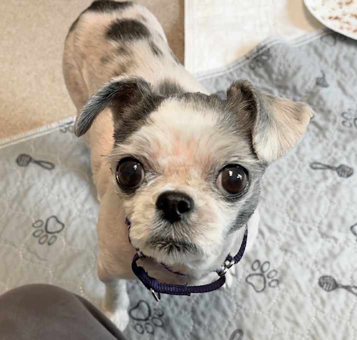 Photo of Josie