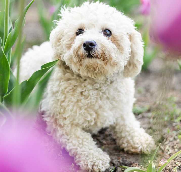 Photo of Poppet