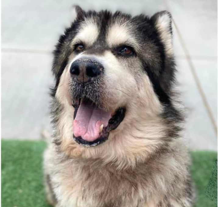 Photo of Mishka