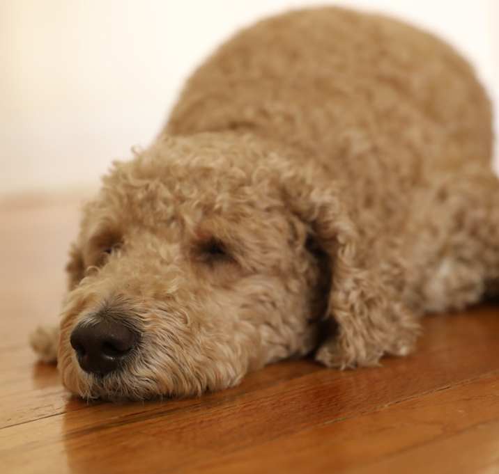 Photo of Nugget