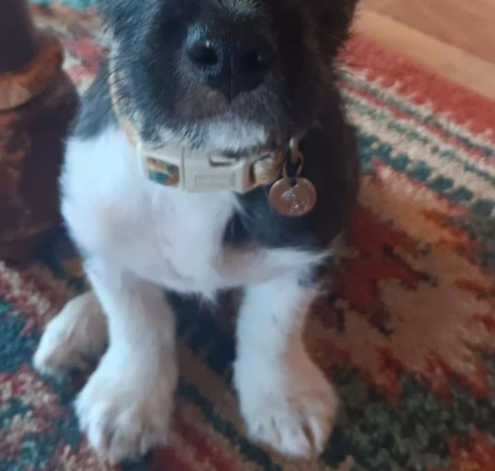 Photo of Kona