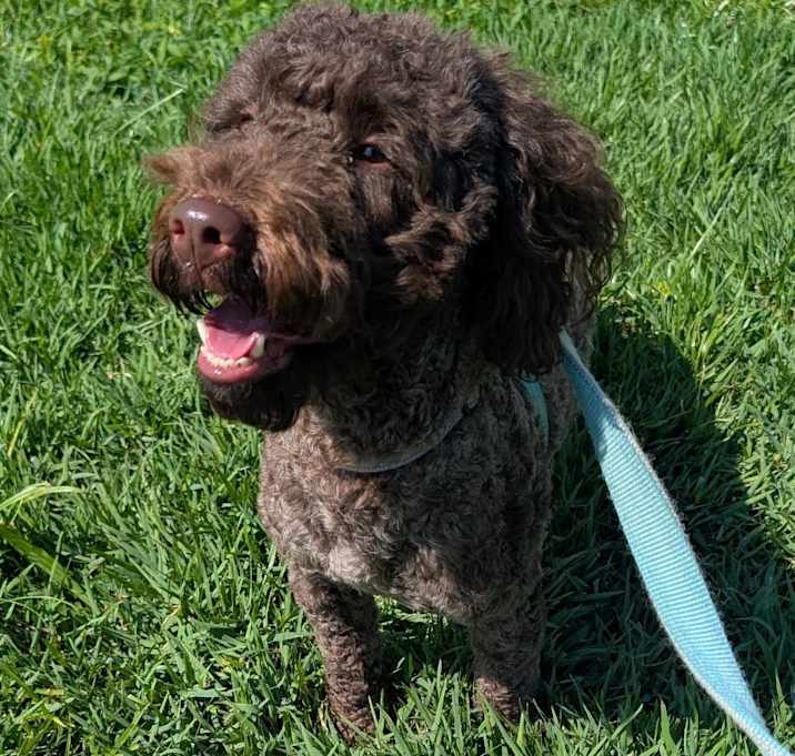 Photo of Daisy