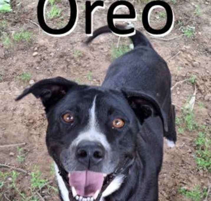 Photo of Oreo