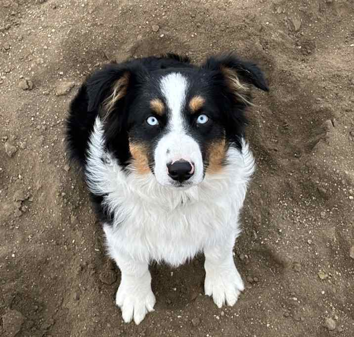 Photo of Ace