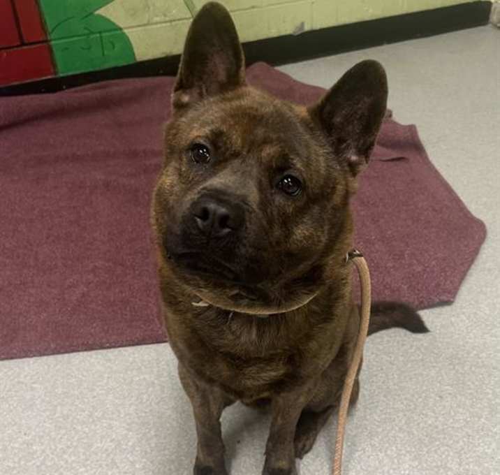 Photo of SIMBA