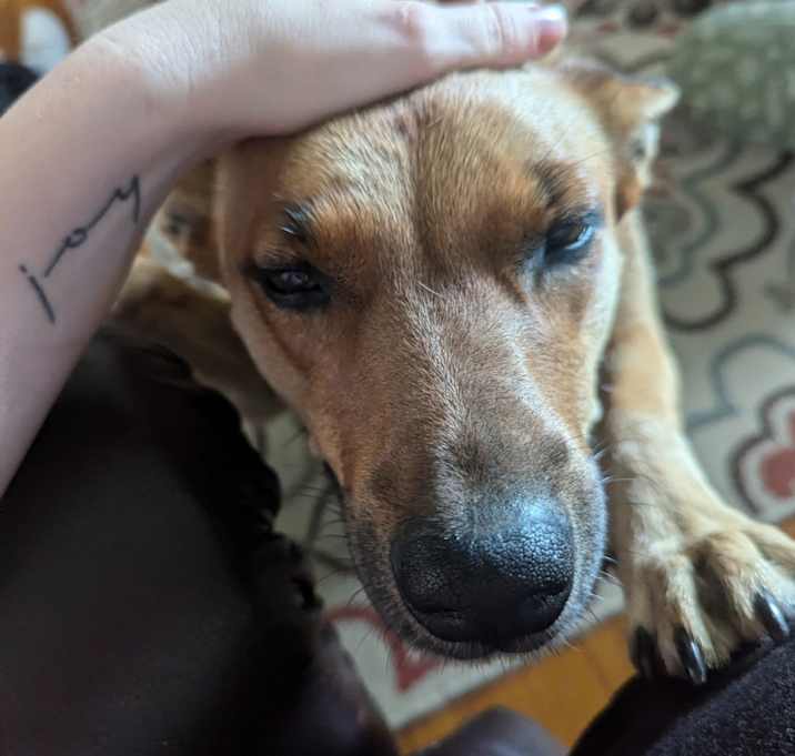 Photo of Callie