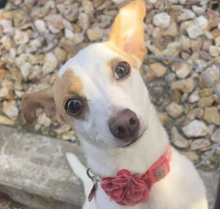 Photo of Skip to my Lou