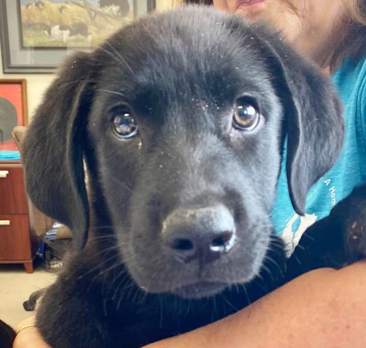 Photo of Adoption pending Broly
