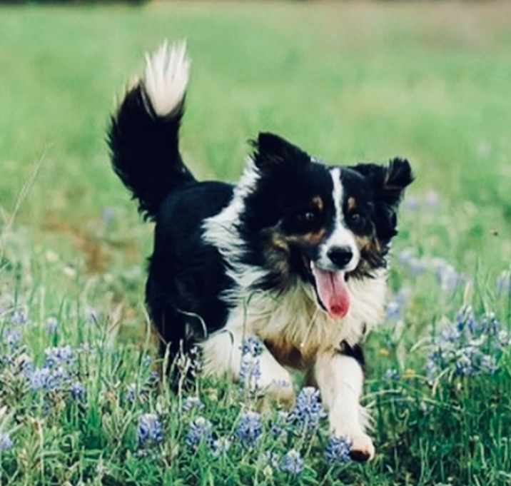 Photo of Boone