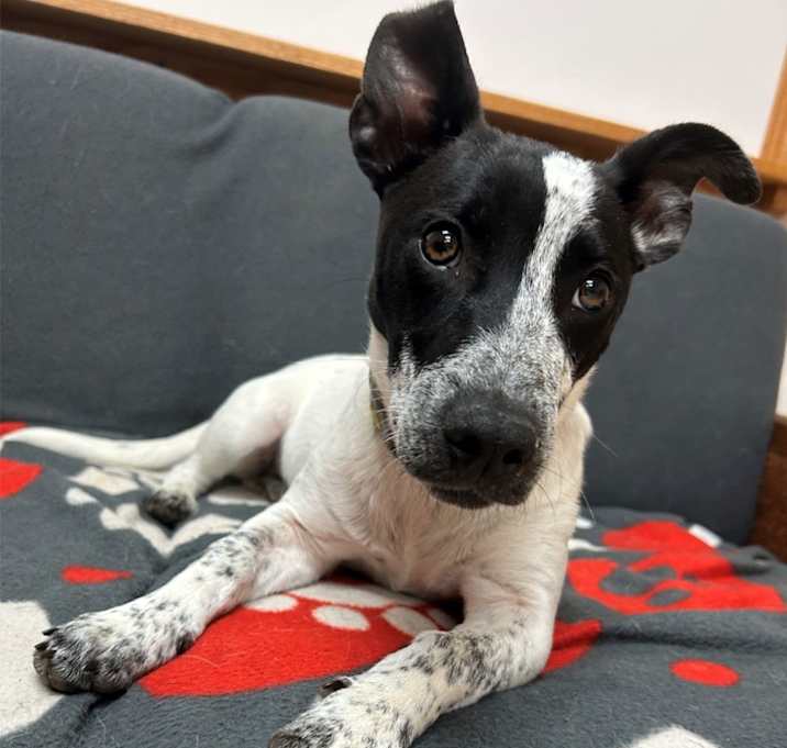 Photo of Spike